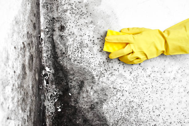 Environmental Consulting for Mold Prevention in Port Gibson, MS