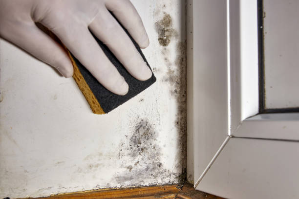Best Mold Damage Restoration  in Port Gibson, MS