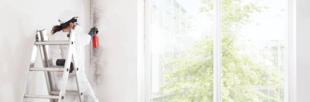 Best Mold Documentation for Insurance Claims  in Port Gibson, MS